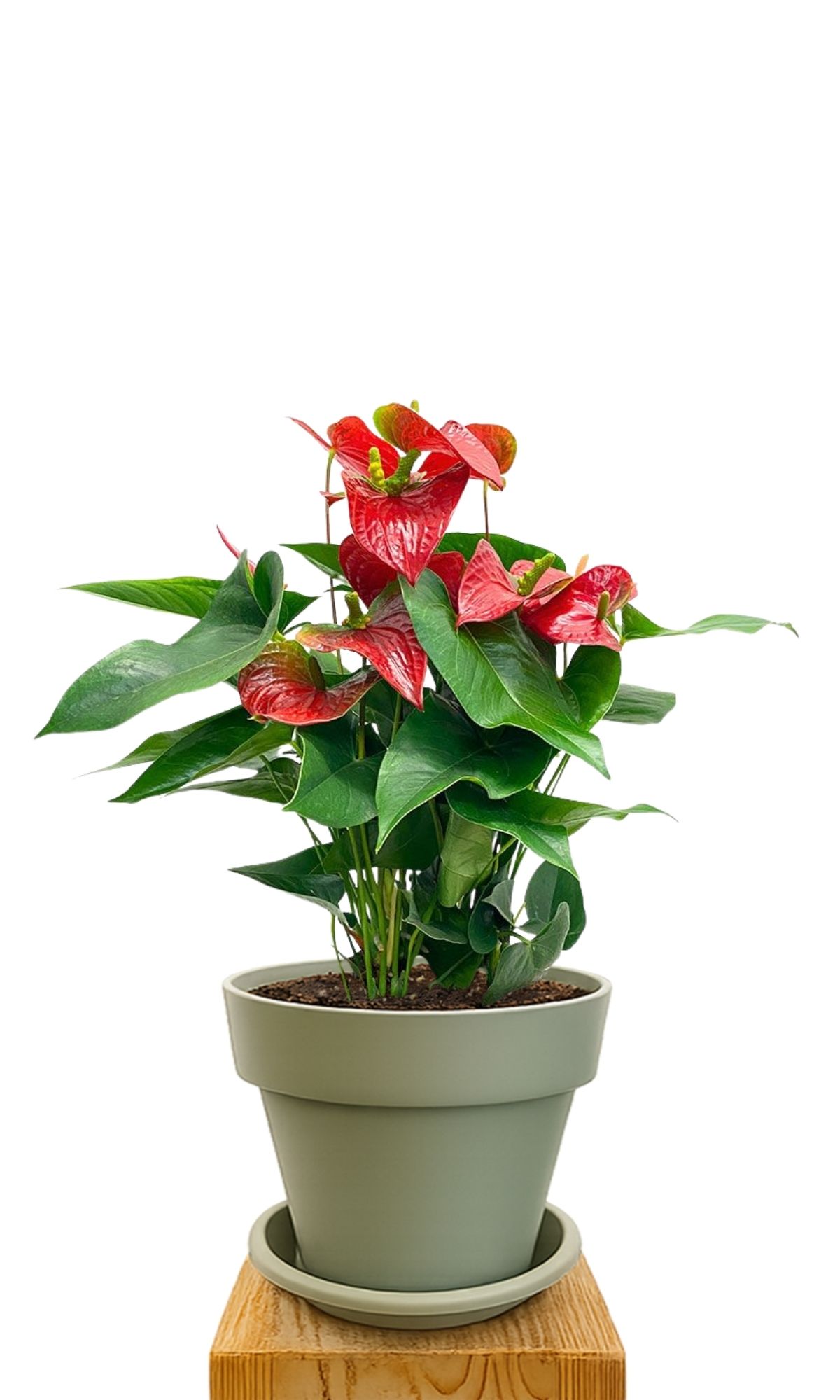Kit de plantation 30 Vert